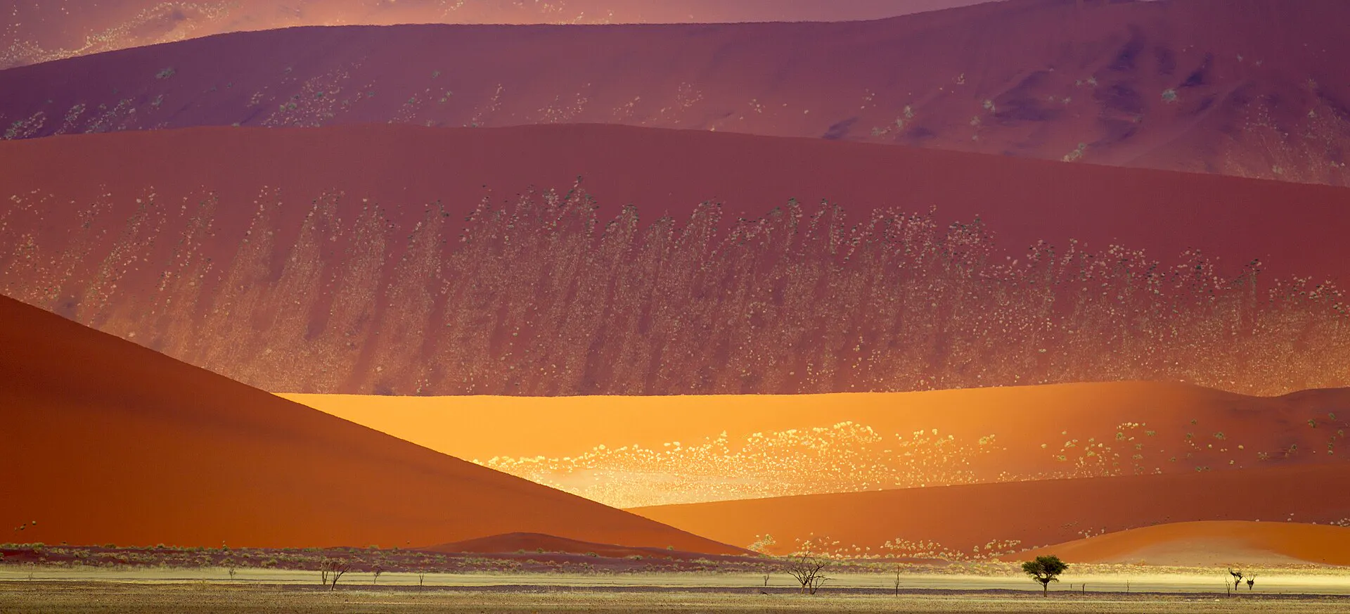 Wide view of Namib-Naukluft sand dunes